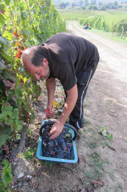 Harvesting at Tertre Roteboeuf in 2011