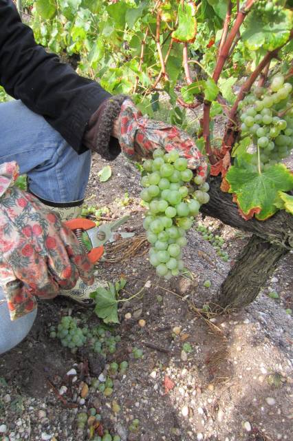 Harvesting white grapes at Le Sartre